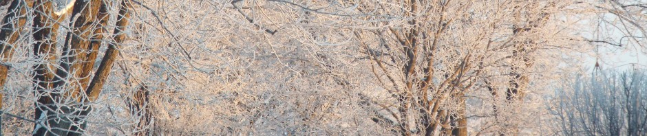 Robert's Reflections